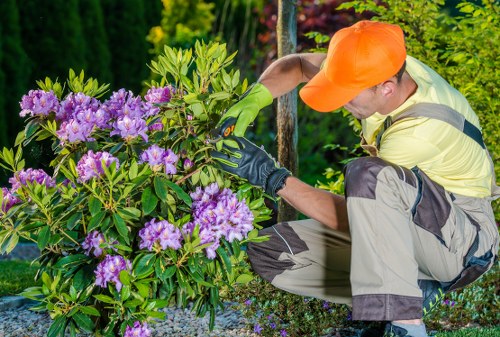 Professional tree surgery in The Hale for mature garden trees