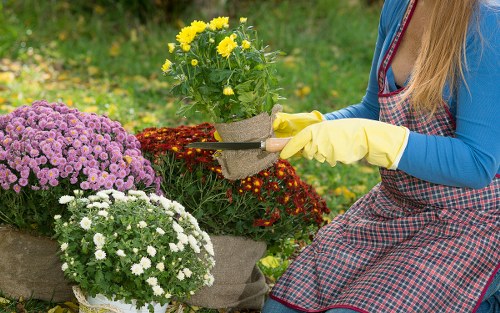 Professional gardening in The Hale shaping shrubs and tidy borders