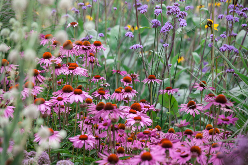 flower borders Garden